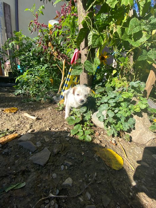 ADOPȚIE pui 4 luni