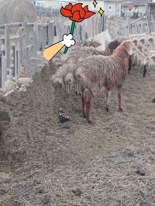 Бараны на племя.