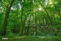 Teren (padure) intabulat de vânzare – 11.011 mp în zona Hașdat–Chizid