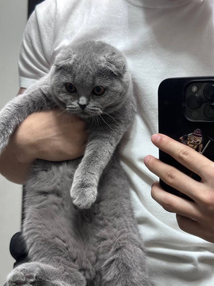 Продаётся кошка породы Скоттиш-фолд (7 месяцев)