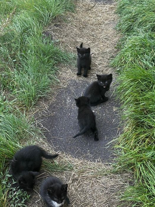 Котята 1 месяц 6 штук