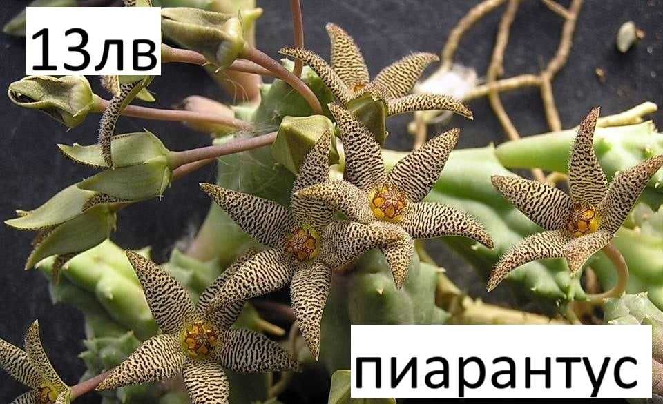 Стапелия - Налични 3 вида