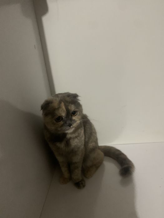 Мкшукча сотилади