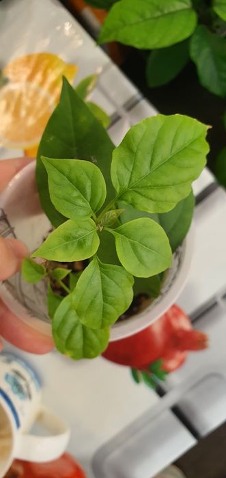 бугенвилия жёлтая и белая