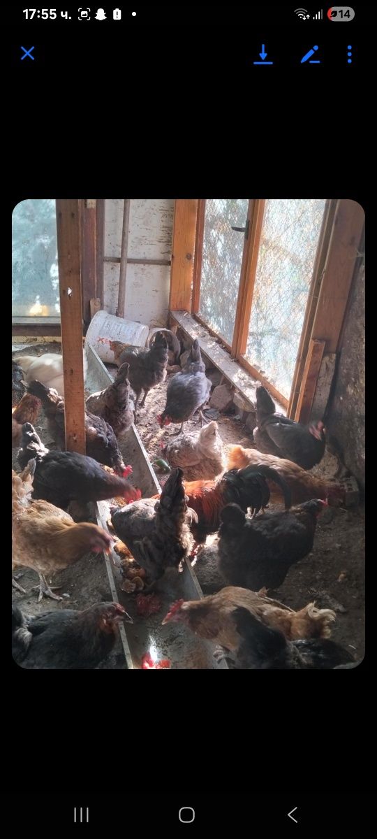 Продавам кокошки на 1 година
