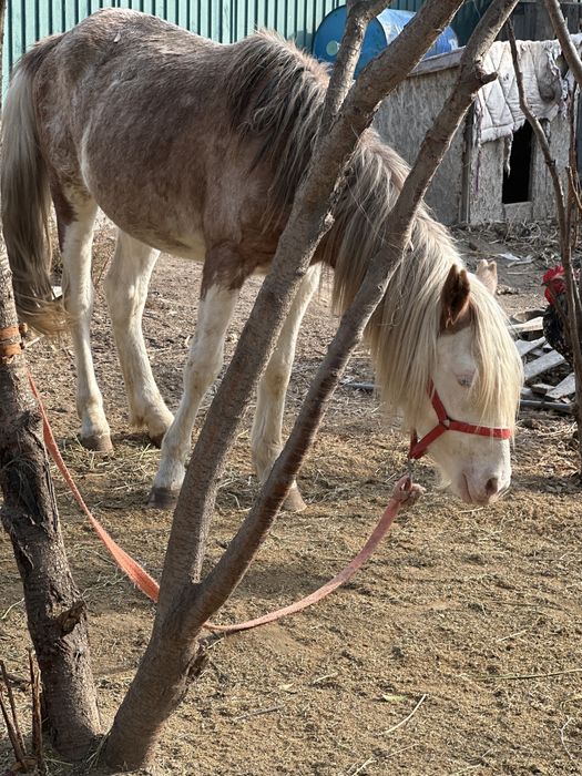 Обмен срочно тай ма кунан ба минги керек, ургашы байтал на откорме