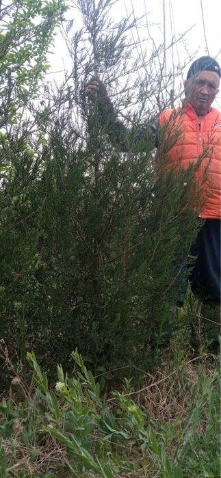 Можжевельник ,кирим ,вручина