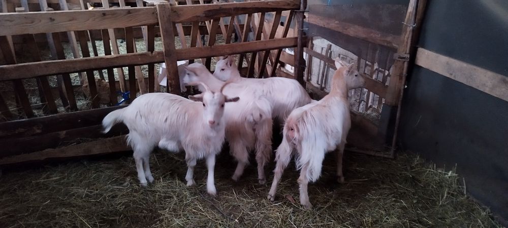 Iede carpatine de vanzare