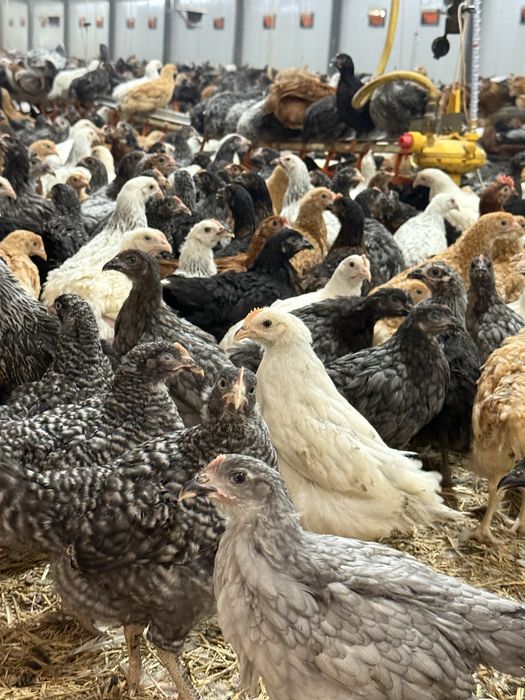 Puicute oua 16 saptamani colorate