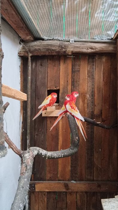 Papagal Rosella rubino