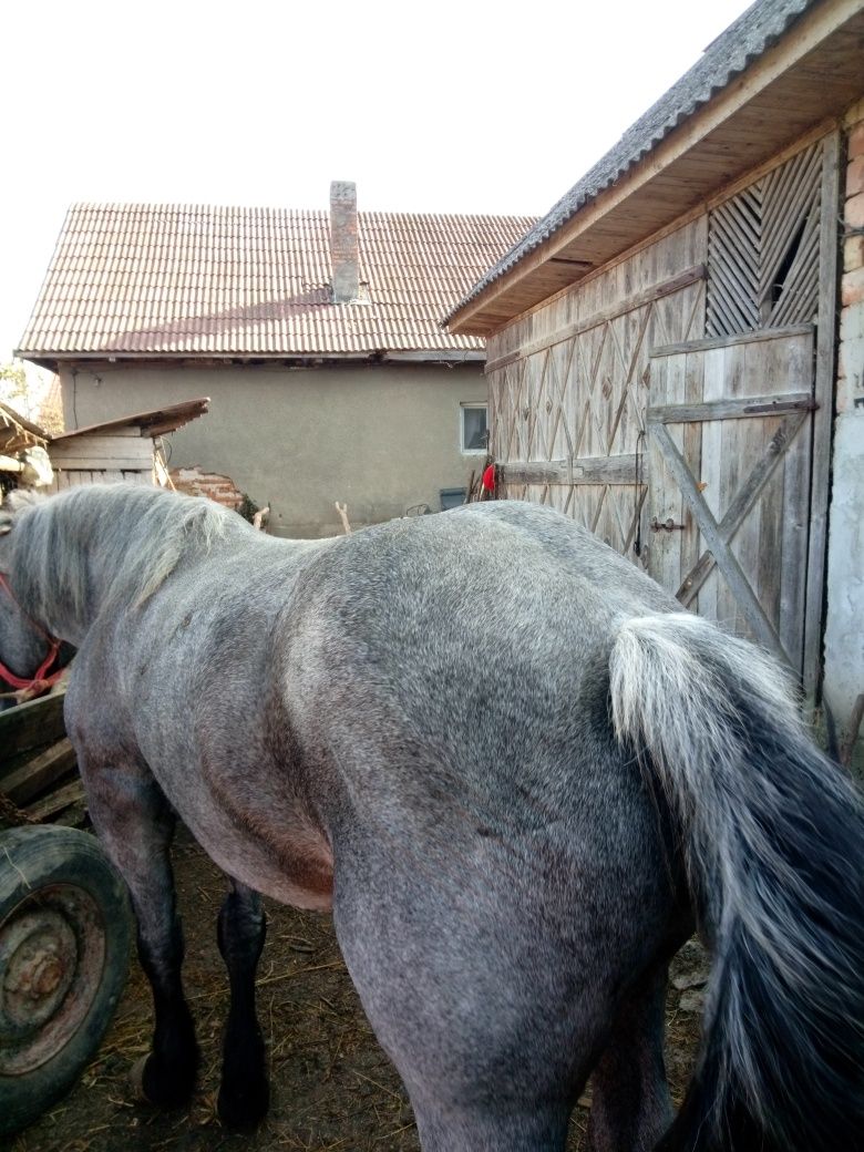 Iapà de vínzare are 7 ani bunà la tras