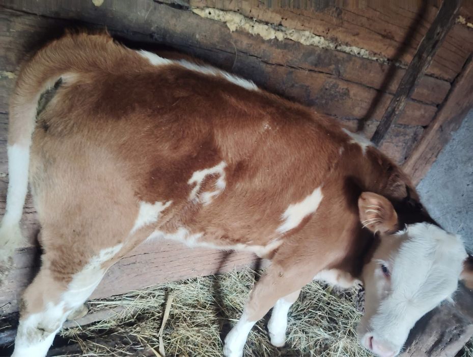 Vand vitea de 3 luni