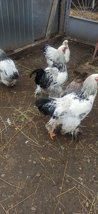 Cocoși brahman 2024/2025