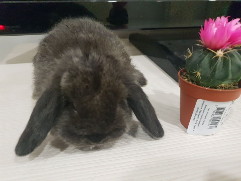 IEPURE Holland Lop Mini Lop Berbec Pitic iepuras de companie