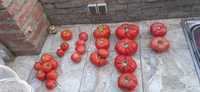 Разсад домат - стор сорт
