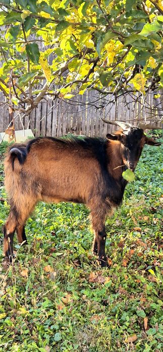 Oferta!!! Țap Alpin Francez-850 leii