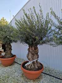 Vand maslini seculari grosi ( Olea europaea  ) bonsai, palmieri terasă
