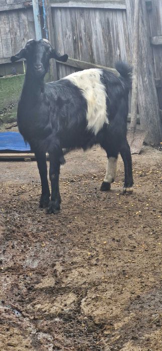 Vand 2 capre un tap si o oaie detalii la nr.