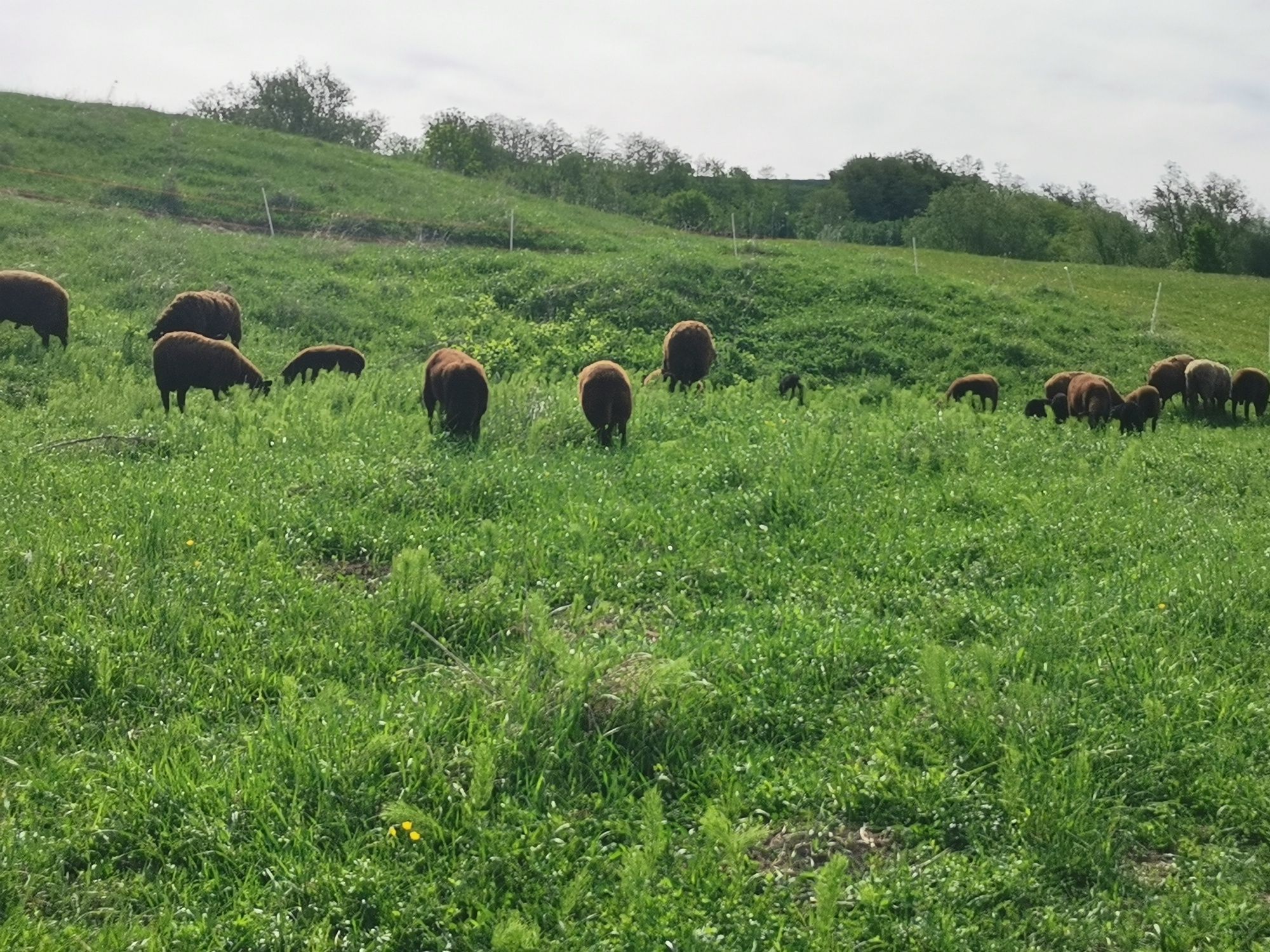 Oi Jura rasa de carne Proveniență Austria