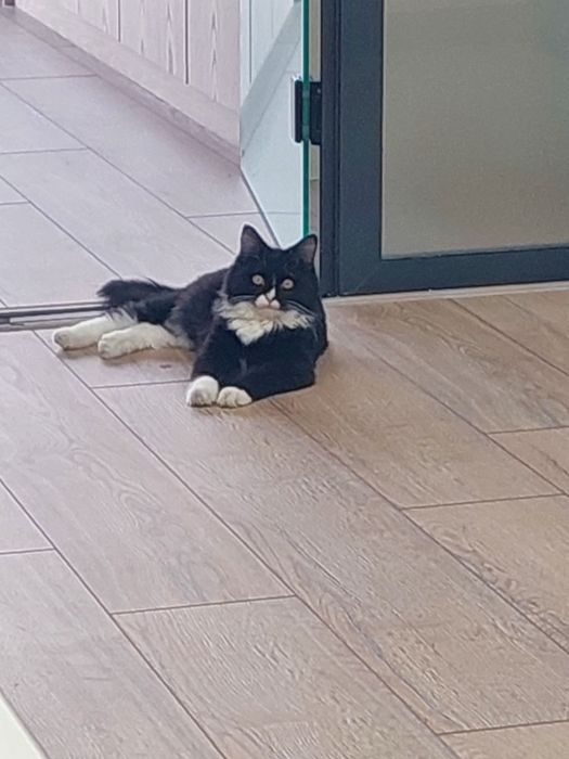 Котенок мальчик Ташкент 4 месяца