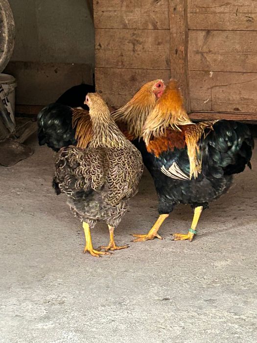 Wyandotte pitic orange