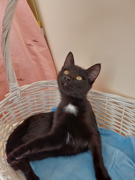 Обояшка котенок Наоми принесет удачу и счастье)