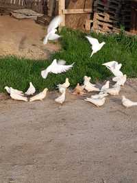Белые голуби на последнии званок