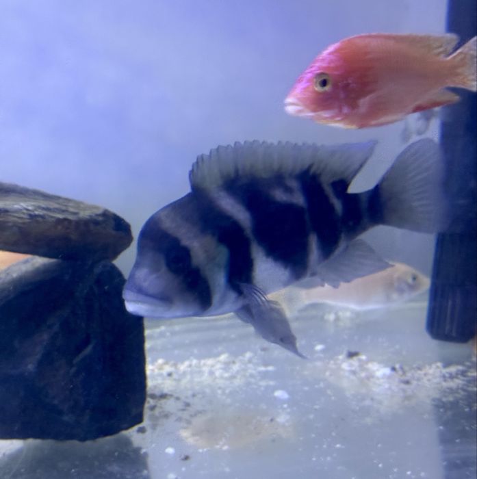 Frantoza Black Widow самец+самка