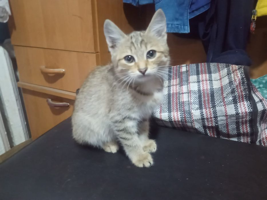 Две шкоды  ищут дом