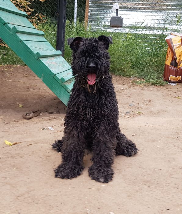 Пропала собака в районе казправды