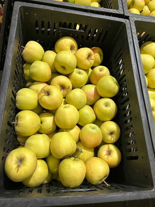 продам яблоки оптом