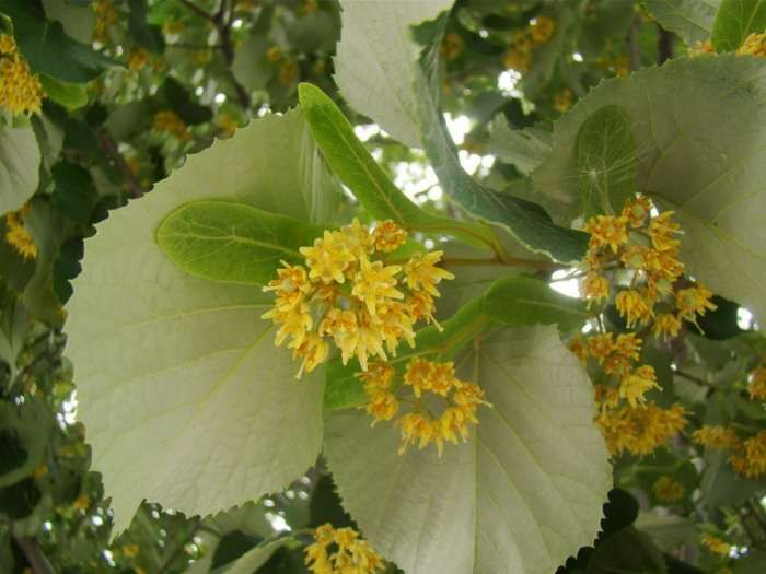 Tei (tilia cordata)