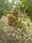 Vand struguri pentru vin