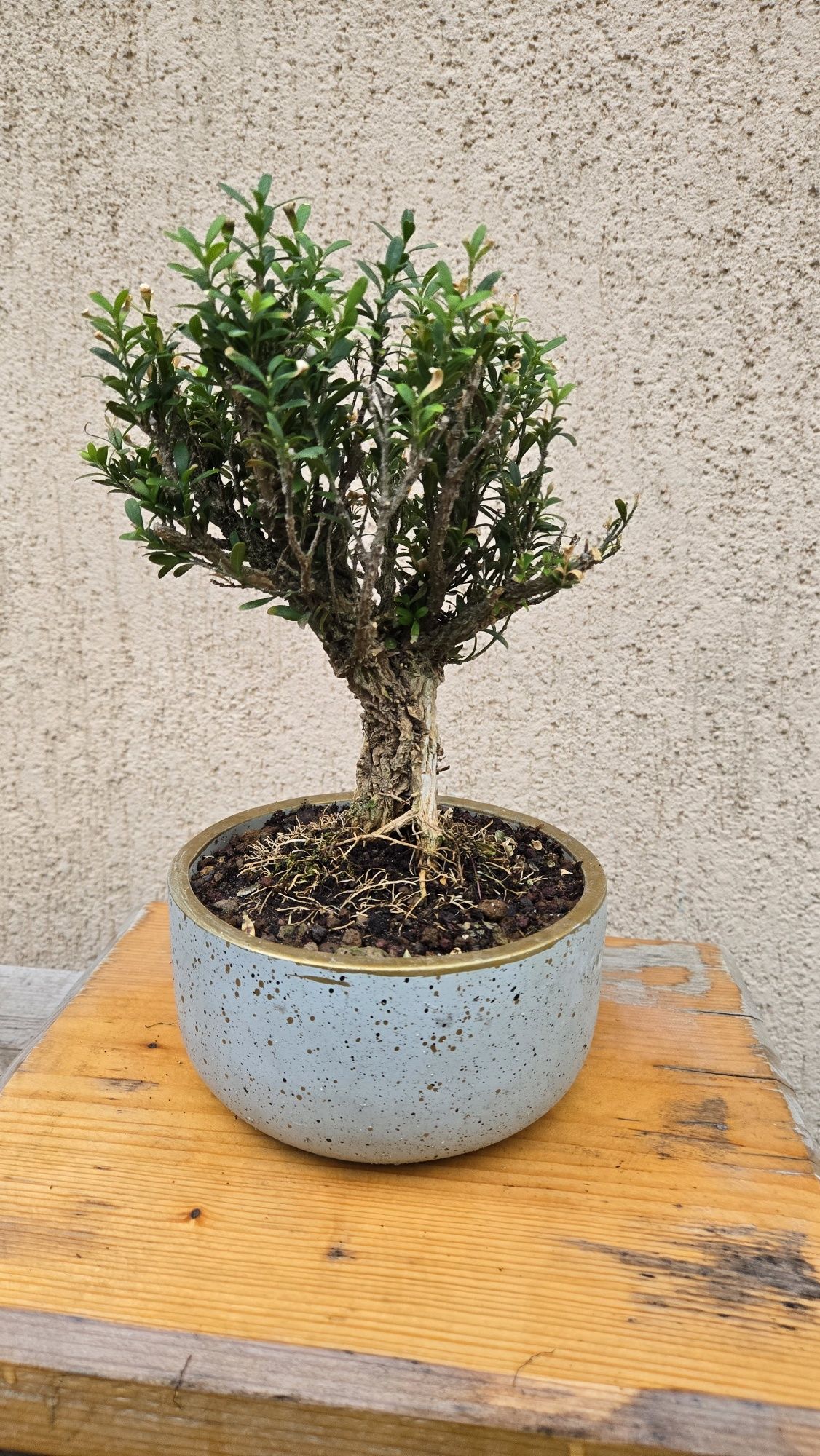 Bonsai Buxus in ghiveci ceramic.