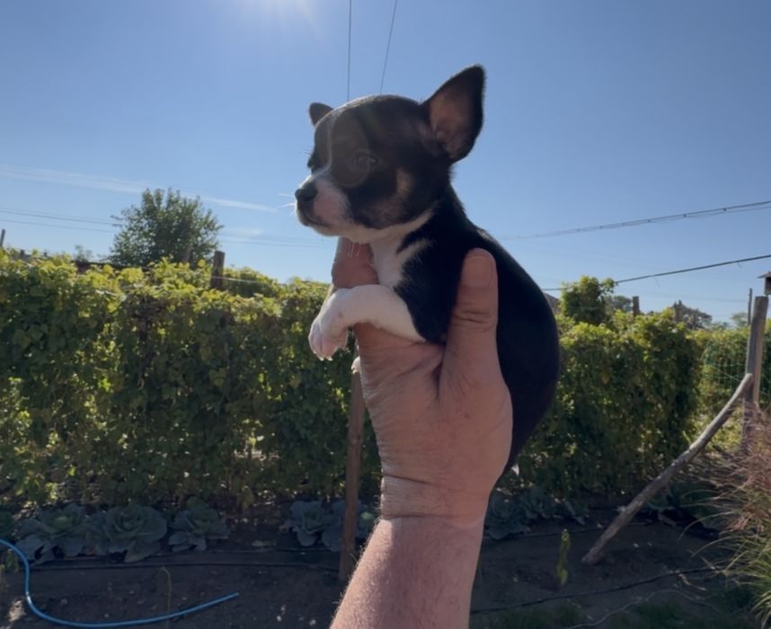 Продавам чихуахуа - момче и момиче