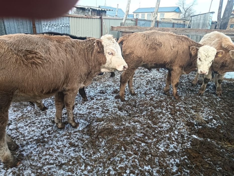 Продам крс на мясо