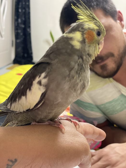 Pui de nimfa crescuti la seringa 600  lei si perusi pereche  100 lei