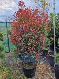 Photinia Red Robin