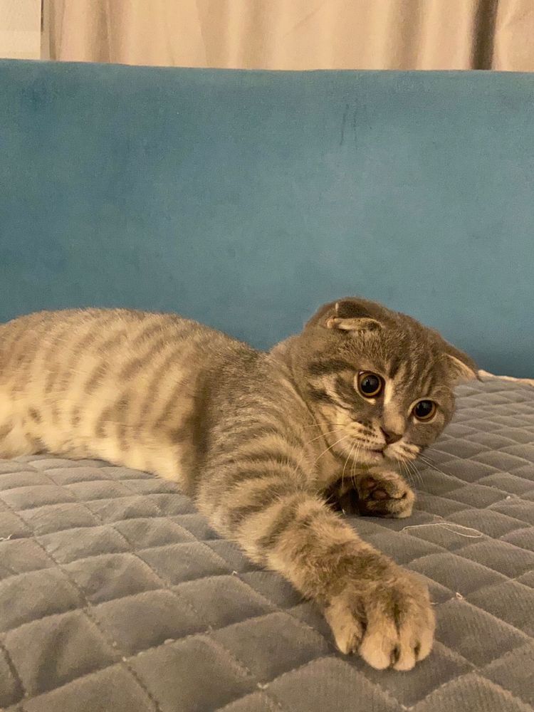 Скоттиш фолд шотланский вислоухий