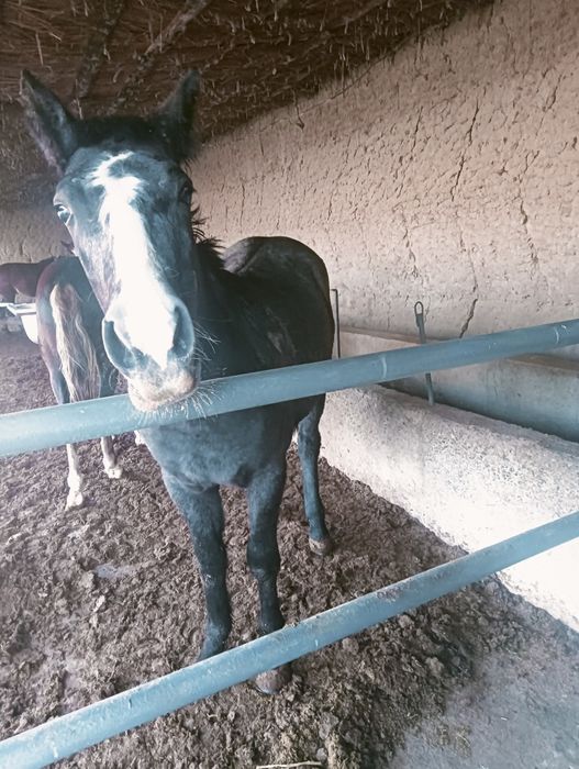 1 жарым жасар тайлар бар  2500 сойып беремыз