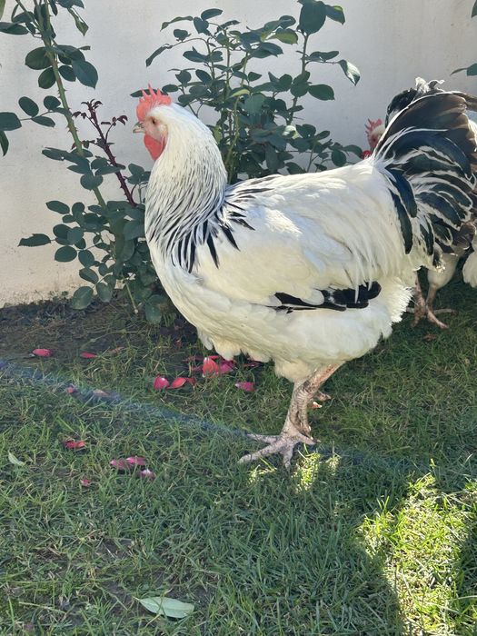 Cocosi sussex de vanzare