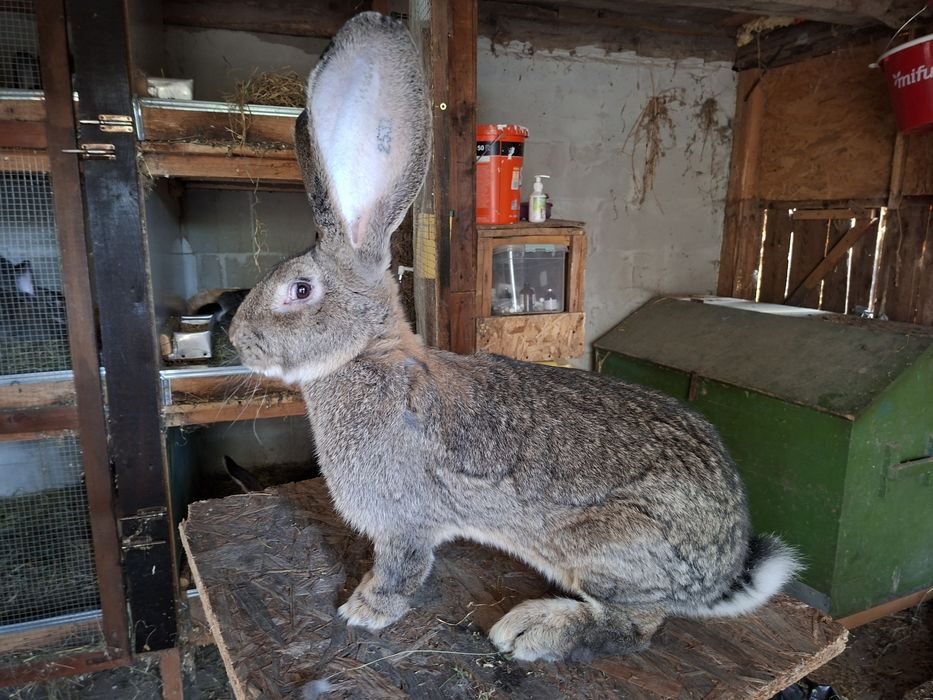 Iepuri uriaș german gri