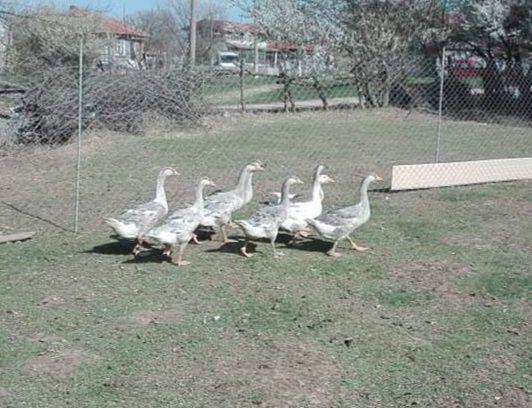 Лебедови гъски, на една година