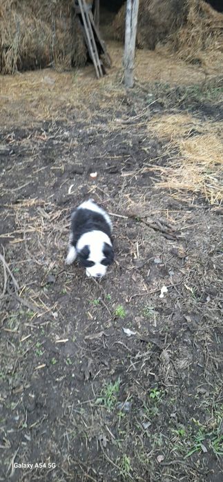 Cățelușa de Bucovina