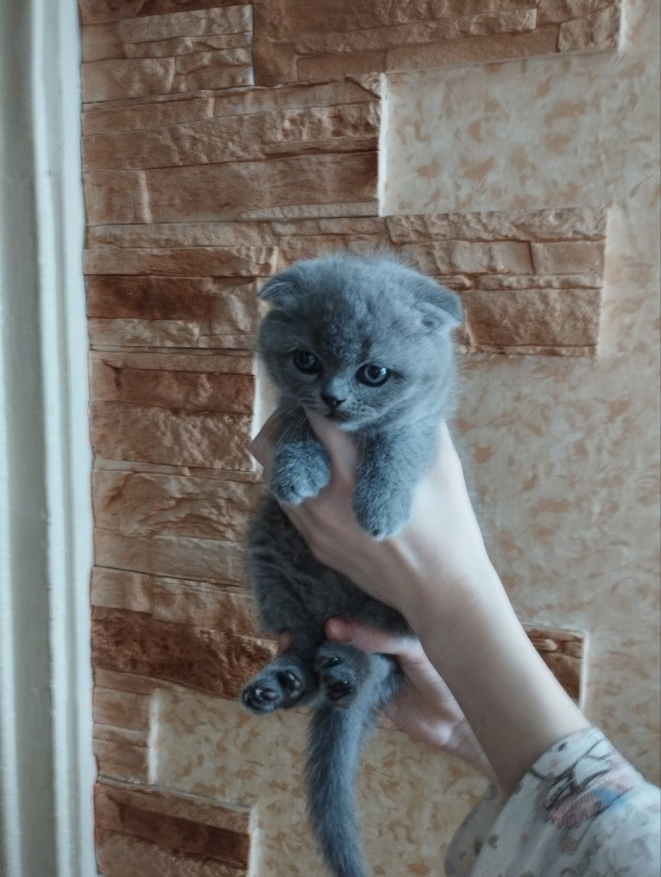 Продаются котята скотиш фолд