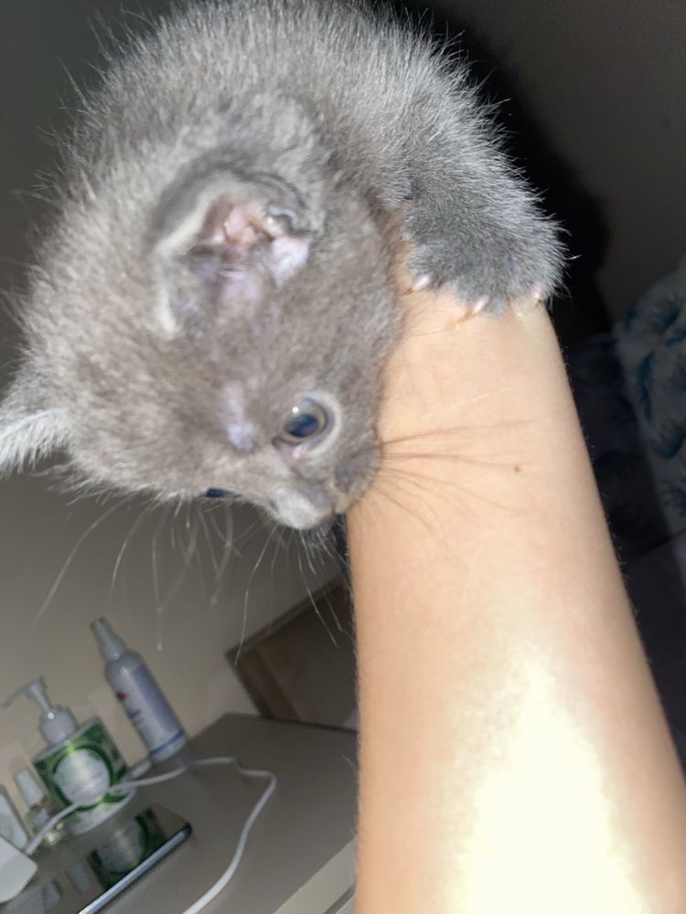Котенок, 1,5 месяцев