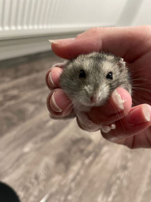 Donez 2 hamsterii