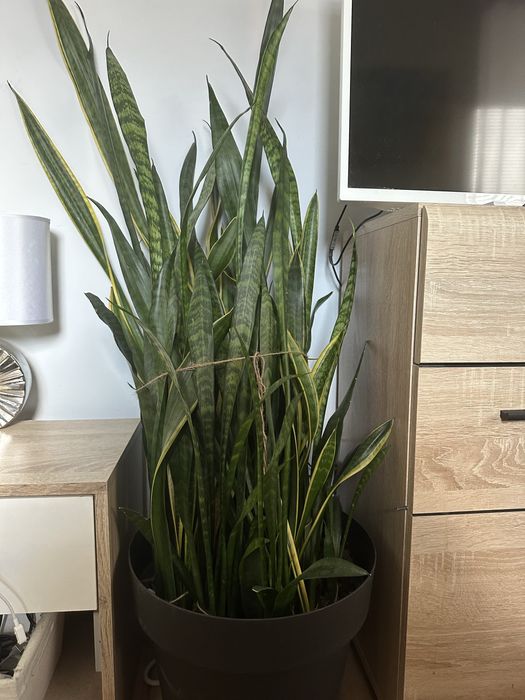 Сансевиера цвете в саксия