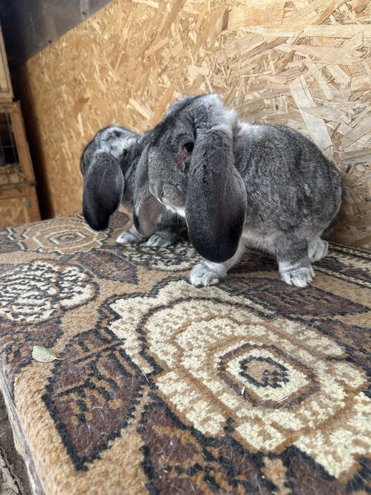 Iepuri berbec german