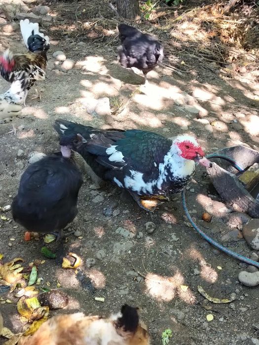 Rațe mute, găinușe